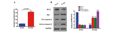 E Ubiquitin Ligase Isolated By Differential Display Regulates Cervical