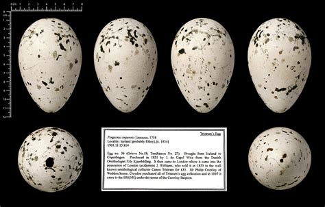 Tristram S Great Auk Egg Photograph By Natural History Museum London