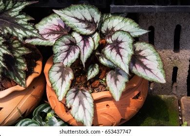 Begonia Rex Putz Royalty Free Images Stock Photos Pictures