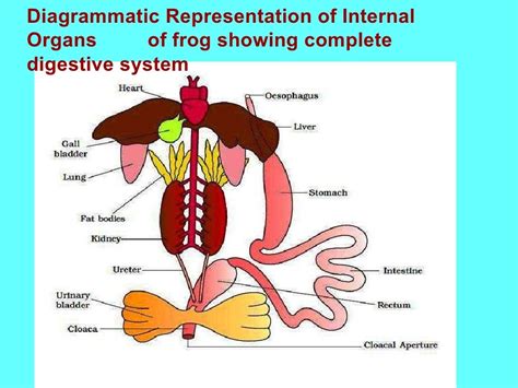 Frog anatomy