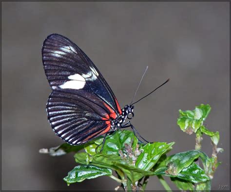 Heliconius Doris 4 By J Y M On Deviantart