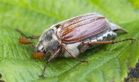 Photos Brown Garden Beetles Uk And View Alqu Blog