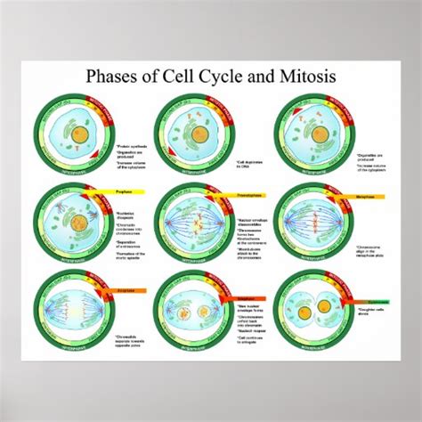 Biological Phases of Cell Cycle and Mitosis Chart Print | Zazzle