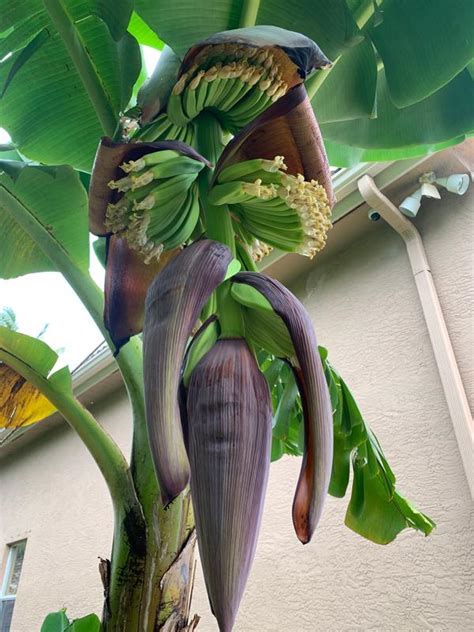 Grand Nain Naine Banana Trees For Sale