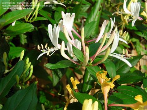 Plantfiles Pictures Lonicera Purple Leaf Japanese Honeysuckle