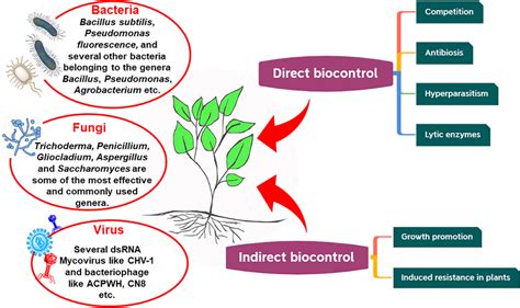 Types Of Microbial Biocontrol Agents And The Different Biocontrol