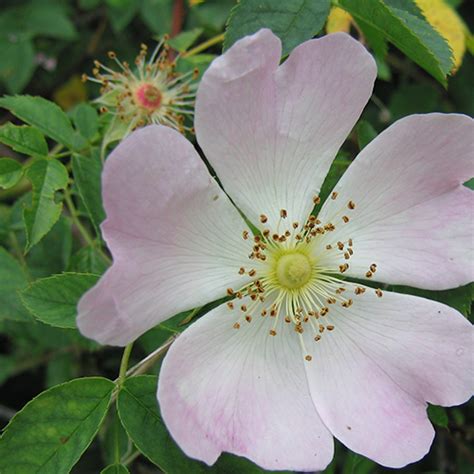 Dog rose (Rosa canina) for a wildlife garden or hedgerow.