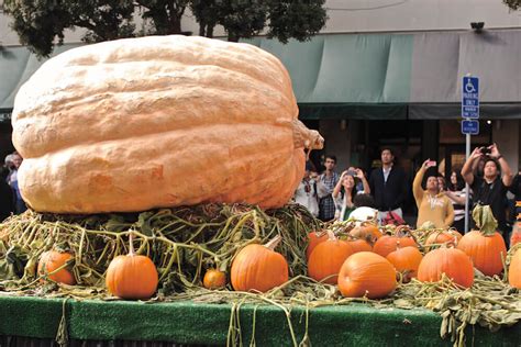 Giant Pumpkin Plant