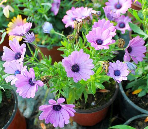 Ecklonis De La Margarita O De Osteospermum Del Cabo Imagen De Archivo