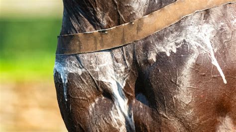 Do Horses Sweat? All You Need to Know About Equine Perspiration