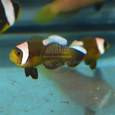 Amphiprion Ocellaris Nearly Naked Clownfish Shop MiniWaters FISH