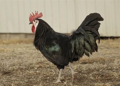 Biggest Chicken Breeds With Images A Comprehensive Guide Pet Breeezy