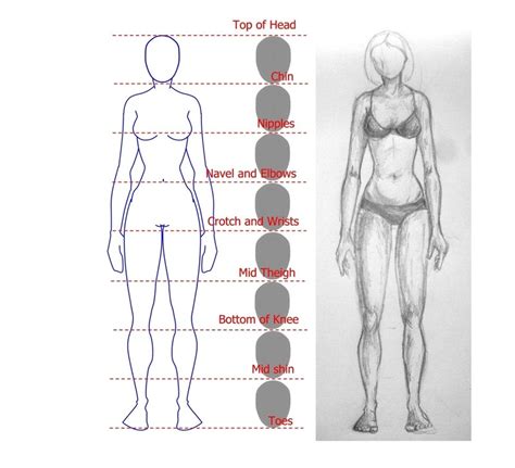 how-to-draw-a-female-and-womans-anatomy-muscles-form-sletching-15 ...