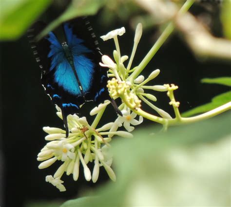 Ulysses Butterfly – Kuranda Region