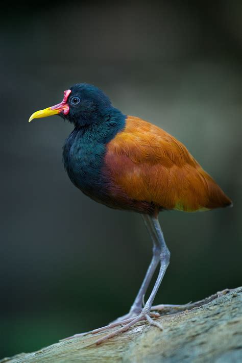 La Jacana Común Jacana Jacana También Conocida Como Gallareta O