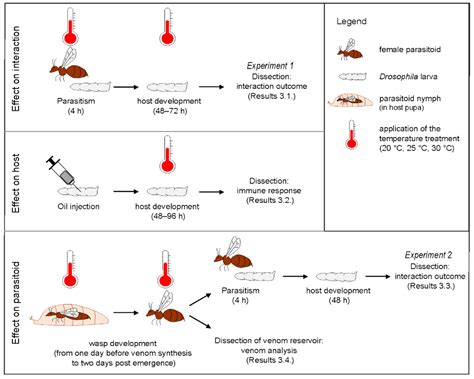 Insects Free Full Text Impact Of Temperature On The Immune