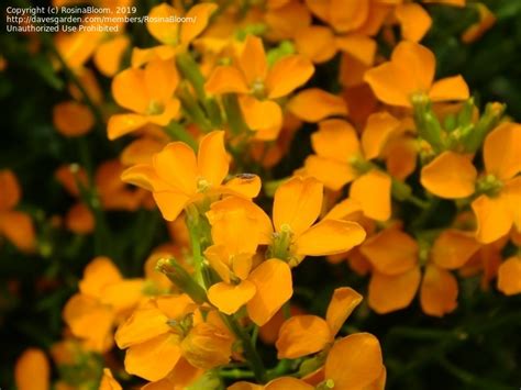 PlantFiles Pictures Erysimum Species Siberian Wallflower Erysimum