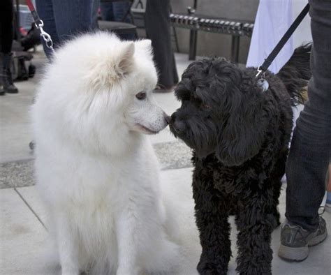 Alaskan Malamute Samoyed Poodle Mix Pets Lovers