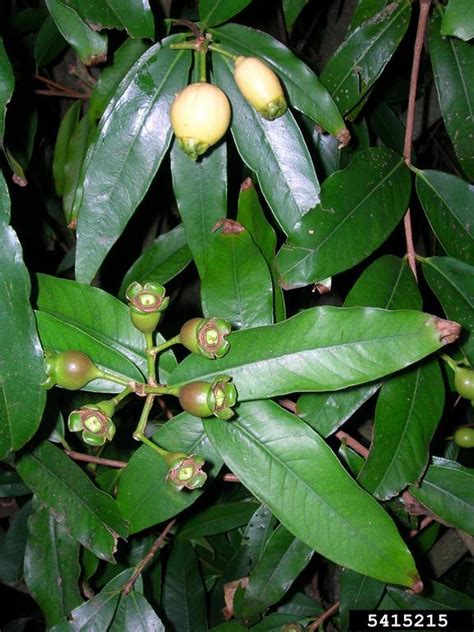 Malabar Plum Syzygium Jambos