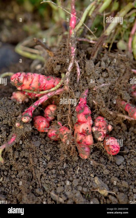 Oca plant hi-res stock photography and images - Alamy