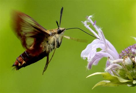 Hummingbird Clearwing Moth What S That Bug