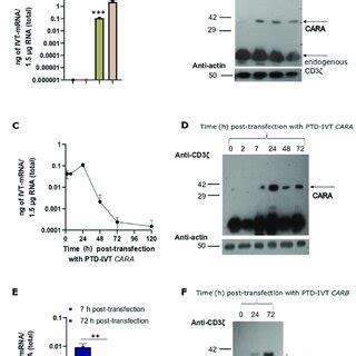 Band Shift Assay Of The Ptd Ivt Mrnas Naked Ivt Mrnas And The