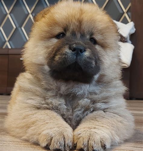 Chow Chow Suczka Do Odbioru Gr Jec Olx Pl