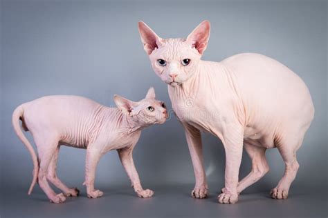 Naked Daddy Stock Photos Free Royalty Free Stock Photos From Dreamstime