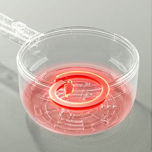 Amazon Bear Hot Pot Electric With Steamer 1 6L Rapid Noodles Cooker Mini Pot Non Stick