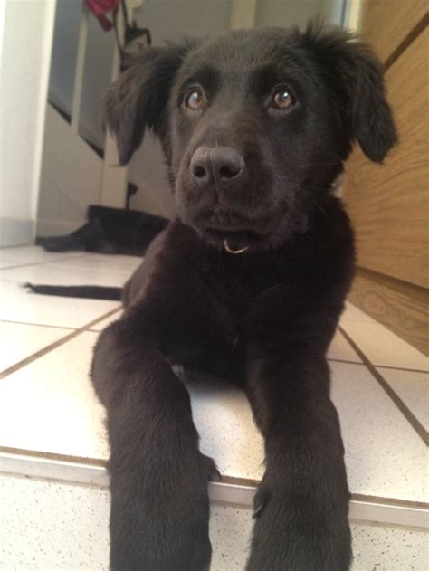 Border Collie Labrador Mix L Sanpiero