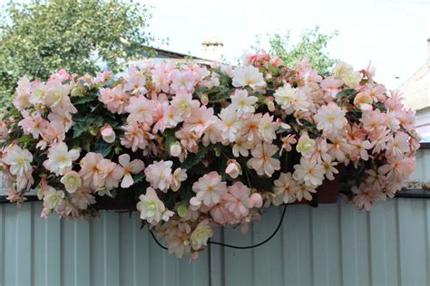 Купить укорененный черенок бегонии Iconia Miss Montreal в Липецке и с ...