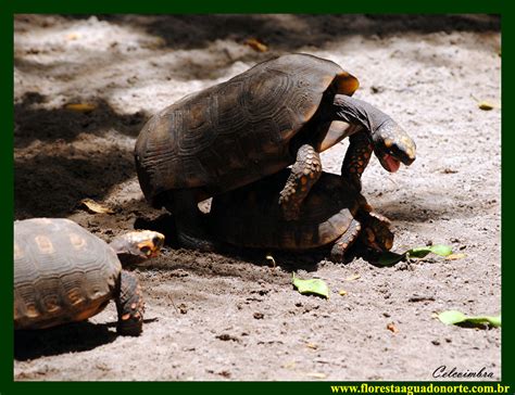 Jabuti Tinga Chelonoidis Denticulata Testudinidae Tartarug Flickr