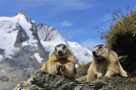 Punxsutawney Phil and Phyllis welcome two baby groundhogs | 98 Rock Online