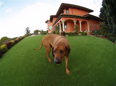 Artificial or Synthetic Grass for Dog Run Areas