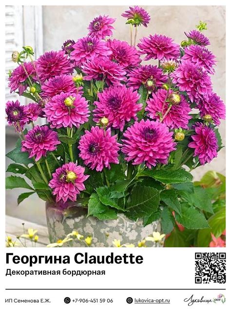 Георгина Claudette (Декоративная бордюрная)