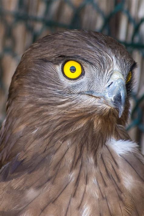 The Short Toed Snake Eagle Circaetus Gallicus Also Known As Short Toed