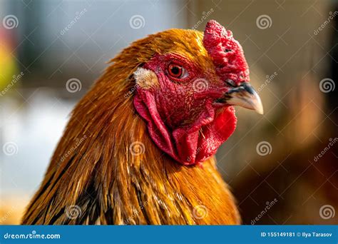 Portrait of a Chicken with Golden Feathers. Beautiful Chicken Stock ...