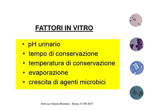 Come Si Formano I Calcoli Urinari Nel Cane E Nel Gatto Ppt Scaricare