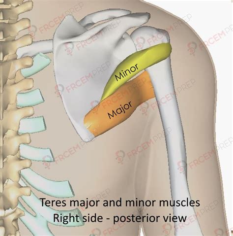 Teres Major muscle - FRCEM prep