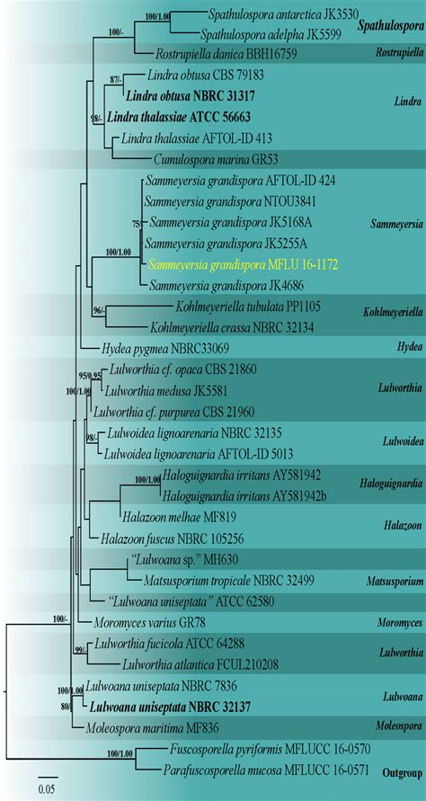 Phylogram Generated From Maximum Likelihood Analysis Based On Combined