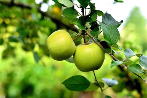 Jabłoń ANTONÓWKA MASŁOWA Stara i wczesna odmiana 11338012718