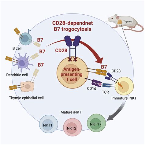 Antigen Presenting T Cells Provide Critical B7 Co Stimulation For