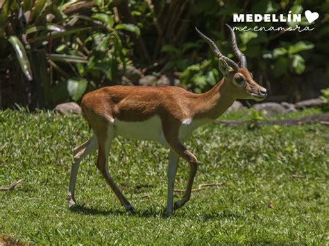 Alcald A De Medell N On Twitter La Majestuosidad De Sus Formas