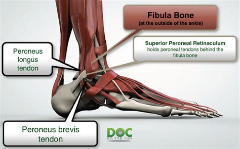 Ankle retinaculum anatomy – NSPDD