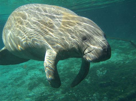 Are Manatees Endangered? - WorldAtlas