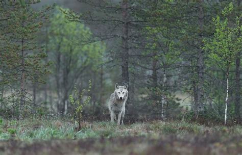 Description et Règles du jeu de société Loups Garous de Thiercelieux