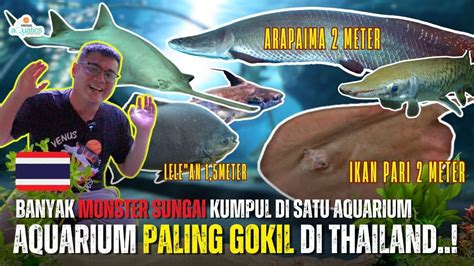 Hiu Gergaji 7 Meter‼️ Pari Arapaima Dan Banyak Ikan Monster Lainnya