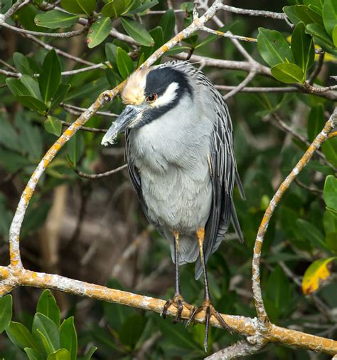 Yellow Crowned Night Heron Bird Laura Erickson S For The Birds