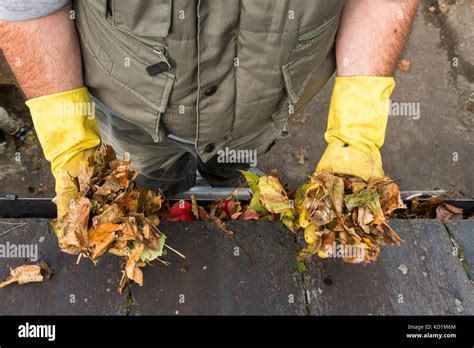 Cleaning Autumn Leaves From Gutter Stock Photo Alamy