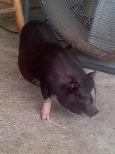 mini pot belly pig for Sale in Houston, Texas Classified | AmericanListed.com